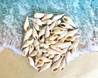 Bullia Vittata Shell, Shell Supply For Crafts, Seashell Supplies, Shell Collector, Beach Wedding, Beach Decor, Spiral Shell, Auger Shell