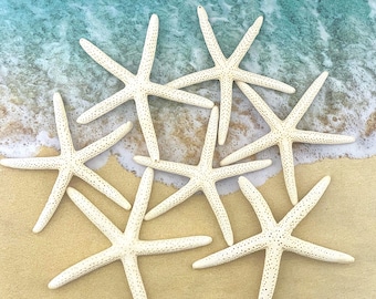 Real White Finger Starfish, Pencil, 4-5", Shell Craft Supply, Beach Wedding Favor, Beach Decor, Natural Sea Stars