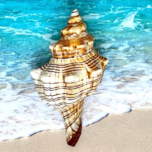 May include: A large, spiraled seashell featuring a pointed apex and a wide, flared opening. The shell displays a cream-colored base with prominent, dark brown horizontal stripes and mottled brown patterns covering its textured, calcified surface.
