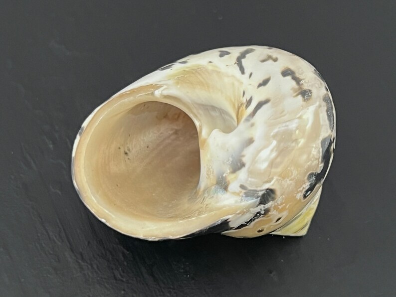 Magpie Shells Magpie Seashell, West Indian Top Polished Shell, Cittarium Pica, Medium ...