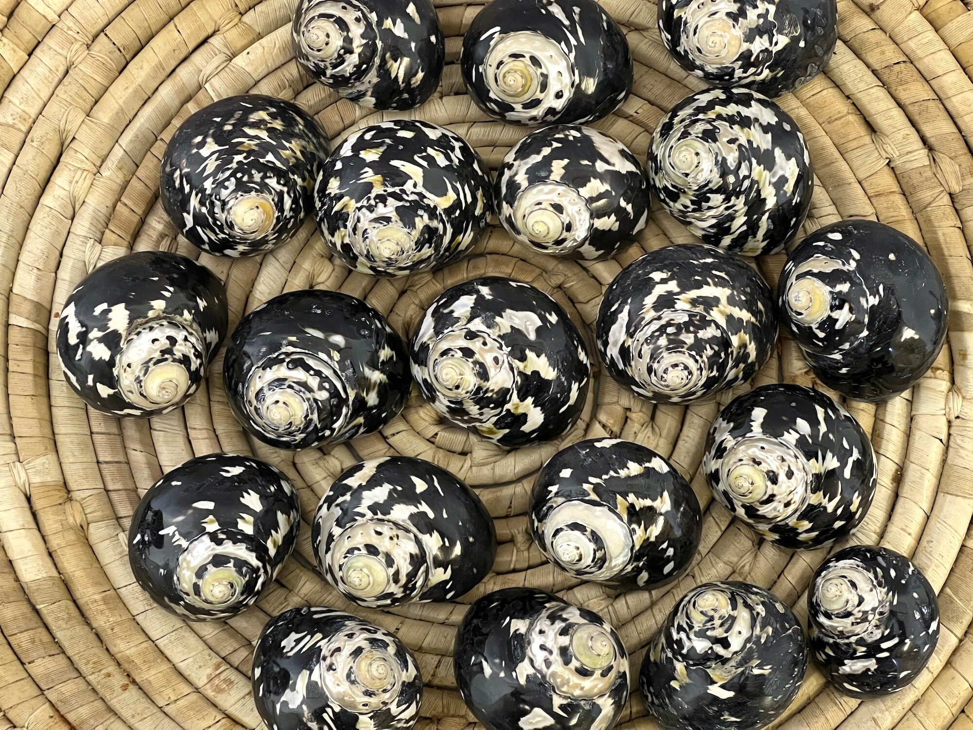 Magpie Seashell, West Indian Top Polished Shell, Cittarium Pica