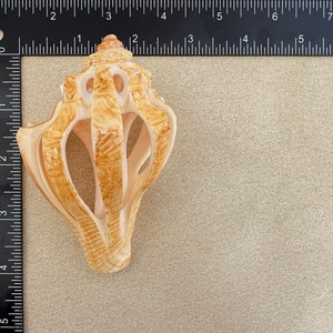 Sliced Shell, Golden Decorative Seashell, 3.5