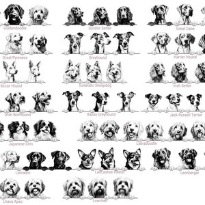Puede incluir: Una colecci&oacute;n de ilustraciones en blanco y negro que muestran varias razas de perros, incluyendo Goldendoodle, Gordon Setter, Great Dane, Great Pyrenees, Greyhound, Harrier Hound, Ibizan Hound, Icelandic Sheepdog, Irish Setter, Irish Wolfhound, Italian Greyhound, Jack Russell Terrier, Japanese Chin, Labradoodle, Labrador, Lancashire Heeler, Leonberger, Lhasa Apso y Lowchen.