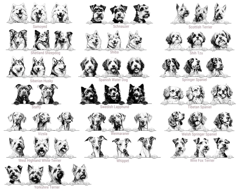 Puede incluir: Una colecci&oacute;n de ilustraciones en blanco y negro que muestran varias razas de perros, incluyendo Samoyedo, Schnauzer, Terrier escoc&eacute;s, Pastor de las Shetland, Shiba, Shih Tzu, Husky siberiano, Perro de agua espa&ntilde;ol, Springer spaniel, Staffy, Lapphund sueco, Spaniel tibetano, Vizsla, Weimaraner, Springer spaniel gal&eacute;s, West Highland White Terrier, Whippet, Fox terrier de pelo duro y Yorkshire Terrier.
