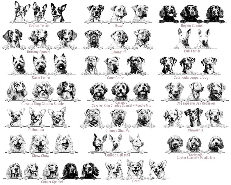 Puede incluir: Una colecci&oacute;n de ilustraciones en blanco y negro que muestran varias razas de perros, incluyendo Boston Terrier, Boxer, Boykin Spaniel, Brittany Spaniel, Bullmastiff, Bull Terrier, Cairn Terrier, Cane Corso, Catahoula Leopard Dog, Cavalier King Charles Spaniel, Cavapoo, Chesapeake Bay Retriever, Chihuahua, Chinese Shar Pei, Chiweenie, Chow Chow, Cirneco Dell'Etna, Cockapoo, Cocker Spaniel y Corgi.