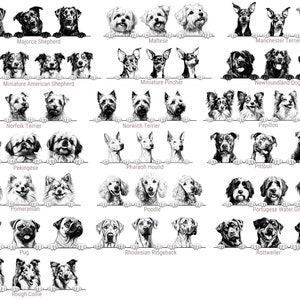 Puede incluir: Una colecci&oacute;n de ilustraciones en blanco y negro que muestran varias razas de perros, incluyendo Majorca Shepherd, Maltese, Manchester Terrier, Miniature American Shepherd, Miniature Pincher, Newfoundland Dog, Norfolk Terrier, Norwich Terrier, Papillon, Pekingese, Pharaoh Hound, Pittbull, Pomeranian, Poodle, Portuguese Water Dog, Pug, Rhodesian Ridgeback, Rottweiler y Rough Collie, cada una etiquetada con el nombre de su raza.