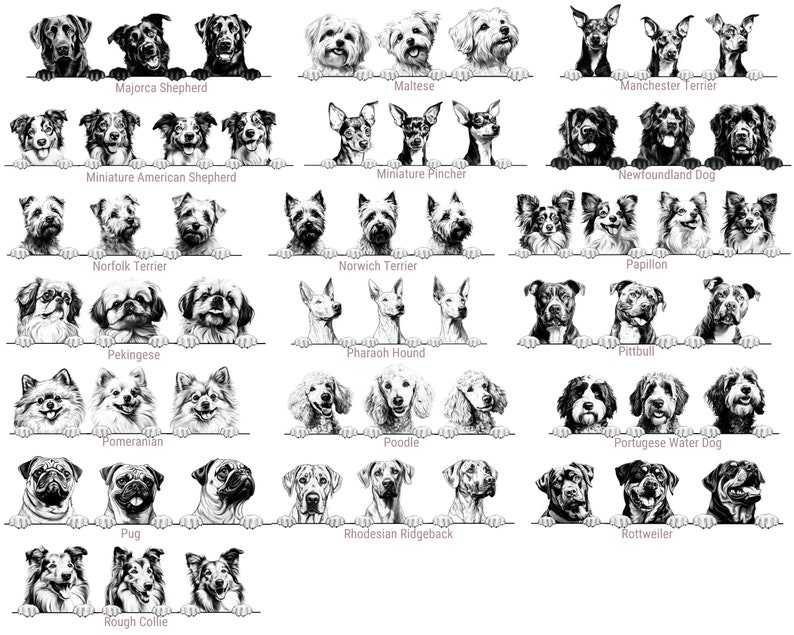 Puede incluir: Una colecci&oacute;n de ilustraciones en blanco y negro que muestran varias razas de perros, incluyendo Majorca Shepherd, Maltese, Manchester Terrier, Miniature American Shepherd, Miniature Pincher, Newfoundland Dog, Norfolk Terrier, Norwich Terrier, Papillon, Pekingese, Pharaoh Hound, Pittbull, Pomeranian, Poodle, Portuguese Water Dog, Pug, Rhodesian Ridgeback, Rottweiler y Rough Collie, cada una etiquetada con el nombre de su raza.