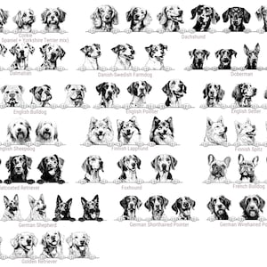 Puede incluir: Una colecci&oacute;n de ilustraciones en blanco y negro que muestran varias razas de perros, incluyendo Corkie, Dachshund, D&aacute;lmata, Doberman, Bulldog ingl&eacute;s, Pointer ingl&eacute;s, Setter ingl&eacute;s, Pastor ingl&eacute;s, Lapphund finland&eacute;s, Spitz finland&eacute;s, Retriever de pelo liso, Foxhound, Bulldog franc&eacute;s, Pastor alem&aacute;n, Pointer alem&aacute;n de pelo corto, Pointer alem&aacute;n de pelo duro y Golden Retriever.