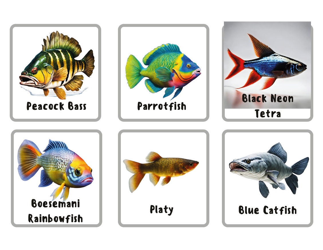 Freshwater Fish Flash Cards for Kids: Printable PDF Home - Etsy