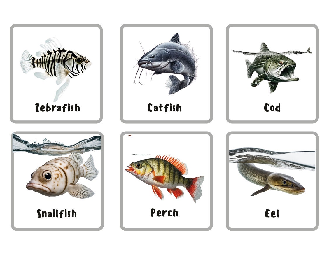 Freshwater Fish Flash Cards for Kids: Printable PDF Home - Etsy