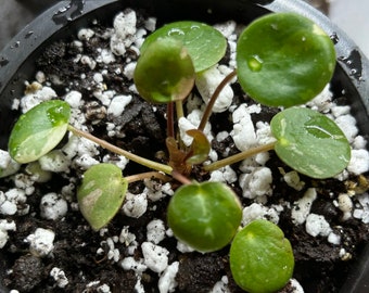 peperomia white splash