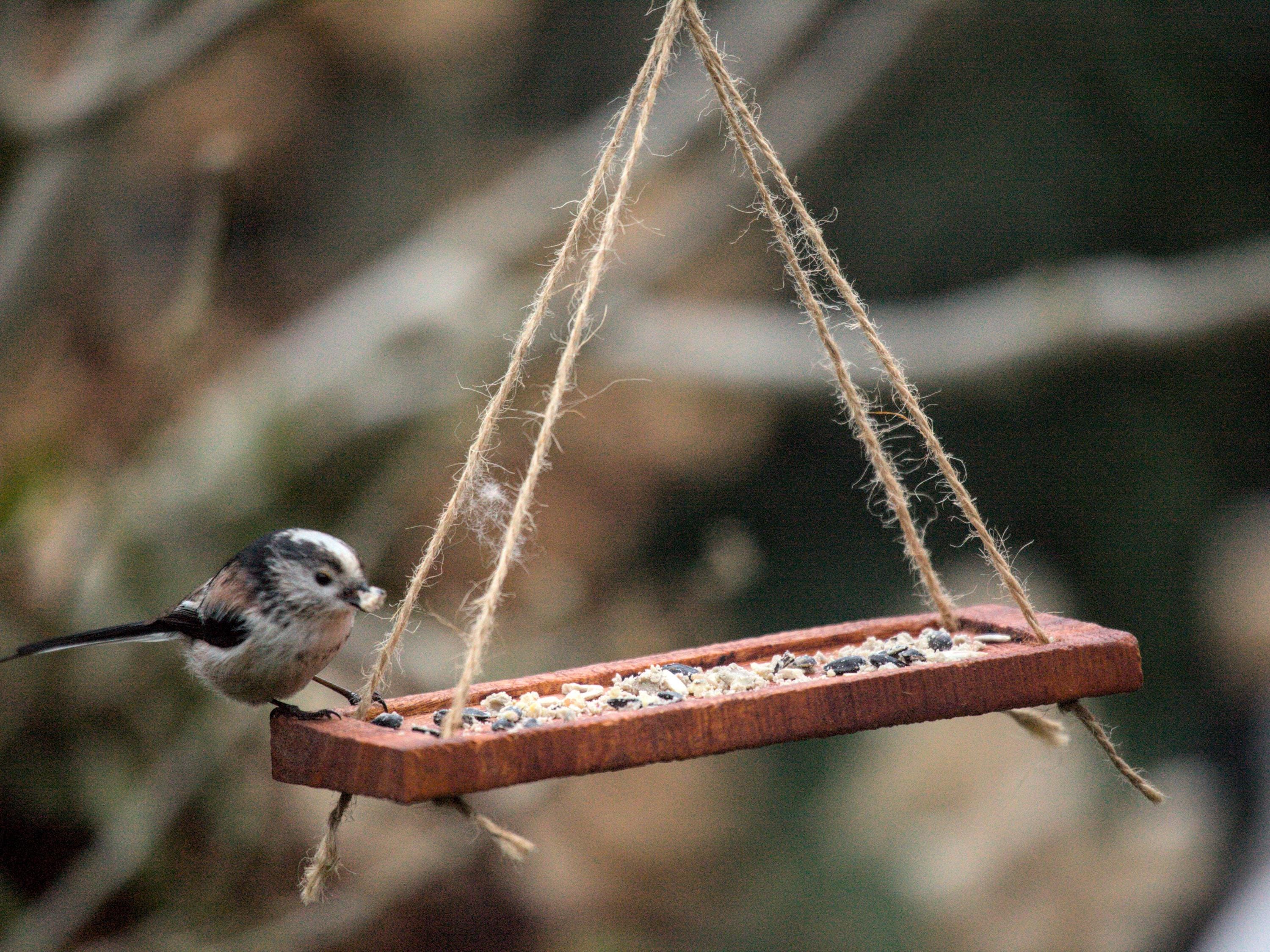 Hanging Bird Feeder Table – Ready Gift for Bird Lovers. Personalized Wishes, Wall/Window Mount, Eco-Friendly Garden Decor