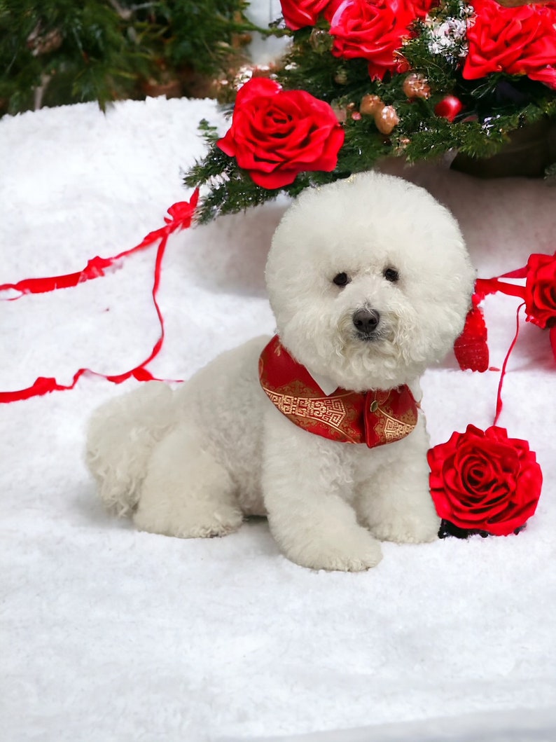 Dog capes, Pet Gifts, Chinese New Year capes, Lunar Year capes, Cape for pets, dog fashion, Bichon dogs capes, all dog Capes, Pet clothing image 1
