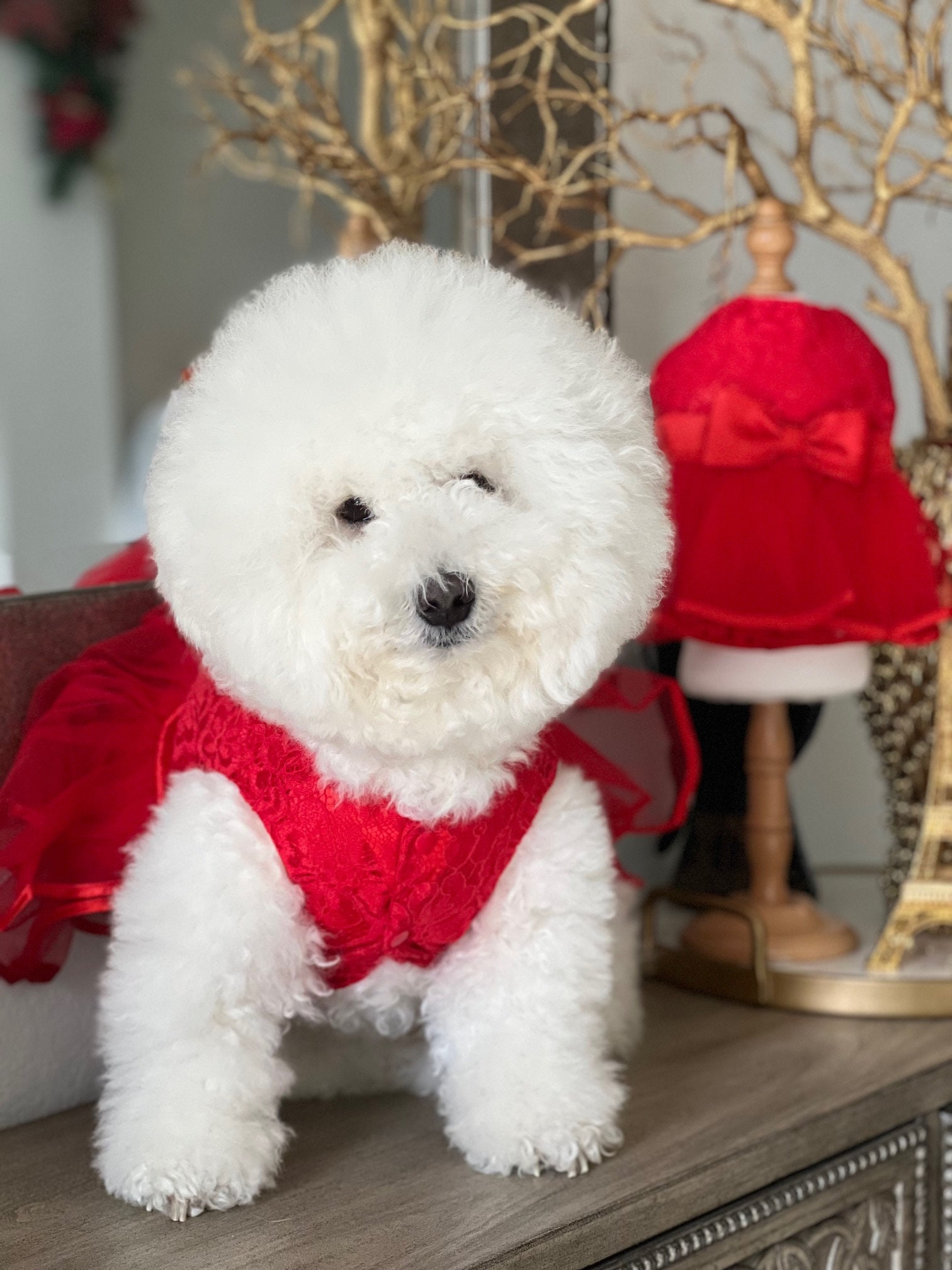 Bichon frise dressed up cheap