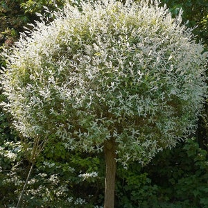 Dappled Willow Cuttings