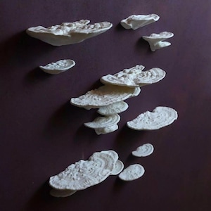 Mushroom Wall Shelf &quot;Trametes Gibbosa&quot; | 3D Printed Fungi Decor | Cottagecore Floating Shelf | Plant Display |  3 Arrangement Options