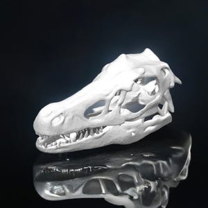 Prehistoric Raptor Skull Replica | Dinosaur Collectible | Paleontology Display | Educational Fossil Model | Science Decor