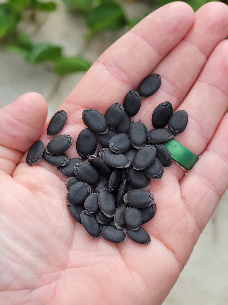 Loofah Gourd Seeds Etsy