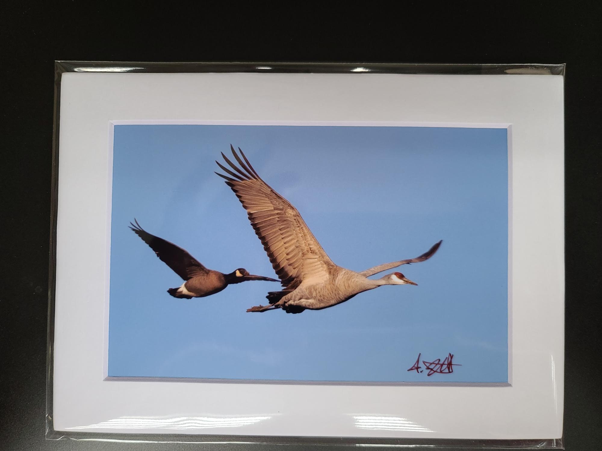 Juvenile Bald Eagle Flying: Matted Print on Metallic Paper - Etsy