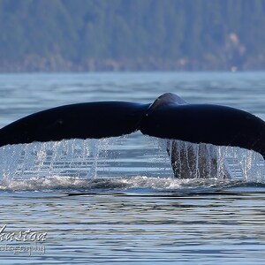 Alaska humpback whale tail photo: matted print on metallic paper