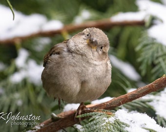 Snow-footed Sparrow: matted print on metallic paper