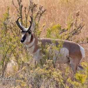 Pronghorn Antelope photo: matted print on metallic paper