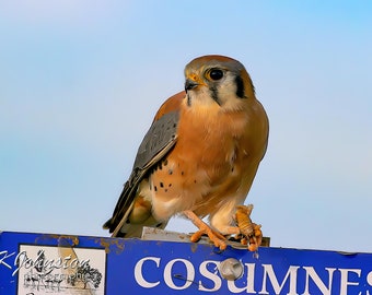 Kestrel with Beetle: matted print on metallic paper