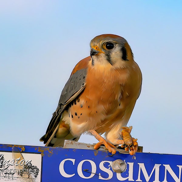 Kestrel with Beetle: matted print on metallic paper