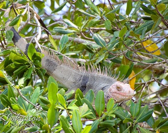 Iguana photo: matted print on metallic paper