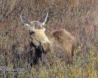 Tetons moose photo: matted print on metallic paper