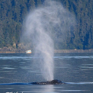 Alaska humpback whale spout photo: matted print on metallic paper