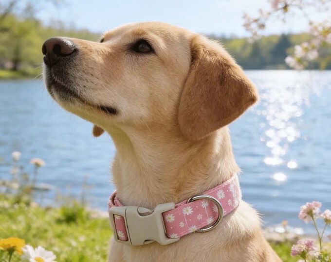 Quick Release Dog Collar - Assorted Patterns