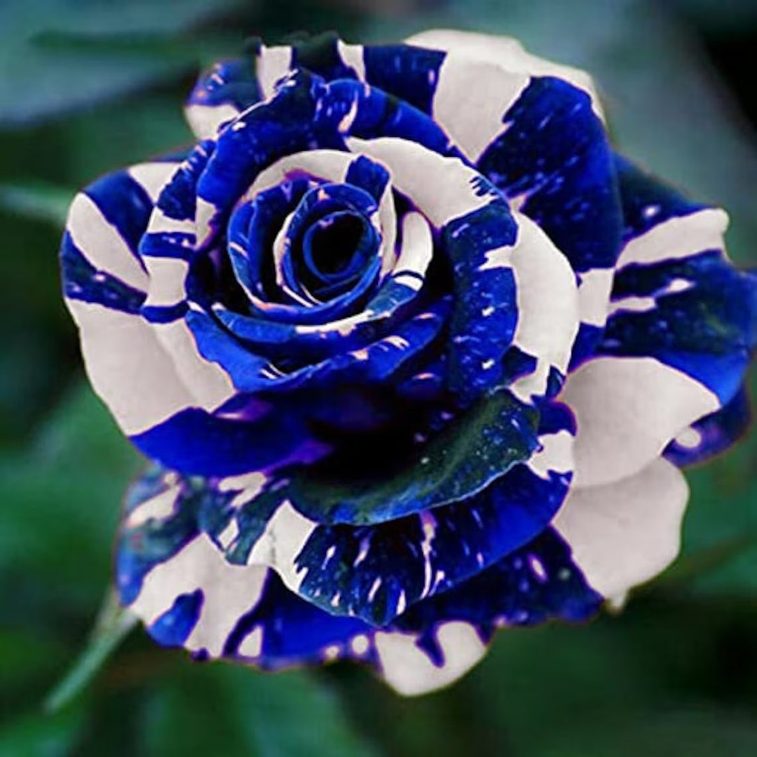 20 Blue Dragon Rose Seeds Blue Dragon Rose Flower Perennial Etsy