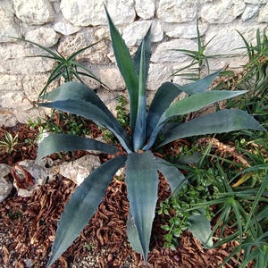 Peut inclure: Une grande plante agave avec de longues feuilles pointues bleu-vert rayonnant depuis un cœur central. La succulente présente des bords dentelés tranchants et une texture lisse et cireuse, située dans un jardin avec des feuilles sèches.