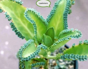 Kalanchoe Laetivirens Mutter der Tausend: 5 bis 8 cm große Pflanze mit gut entwickelten Wurzeln