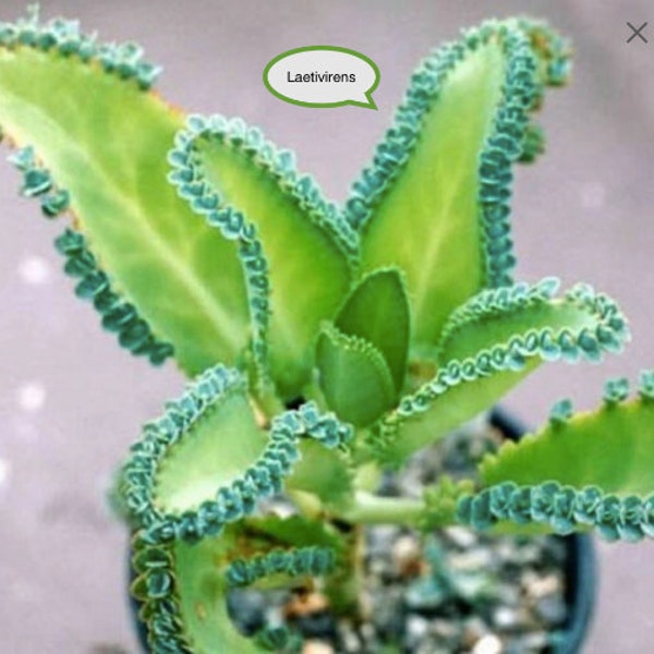 Kalanchoe Laetivirens Madre di migliaia: pianta da 5 a 8 cm con radici ben sviluppate