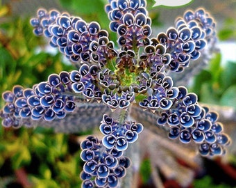 X3 Plantule évoluée avec racines Kalanchoe Delagoensis Mother of thousands