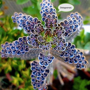 Kalanchoe Delagoensis Mother of thousands: Plant 3, 4, 5 or 6 cm rooted