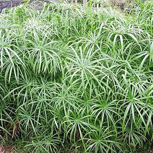 Peut inclure: Un groupe dense de Cyperus alternifolius, communément appelé papyrus ombrelle, présentant de nombreuses tiges vertes hautes et fines surmontées de feuilles étroites et rayonnantes formant des structures en forme de parapluie.