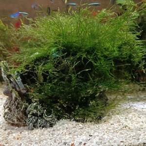 Taxiphyllum barbieri - Javamossa - Akvarieväxt/alger - Mycket lätt vattenlevande mossa