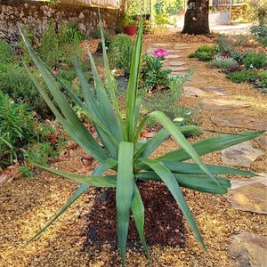 Op de afbeelding: Een groene yucca-plant met lange, puntige, zwaardvormige bladeren die vanuit een centrale basis uitstralen. De plant staat in een tuinbed bedekt met donkerbruine houtsnippers, omringd door lichtgekleurd grind en een stenen tuinpad.