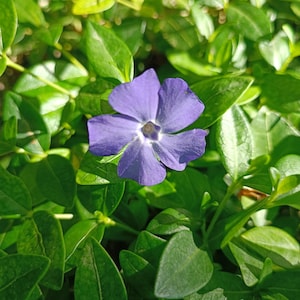 Könnte beinhalten: Eine einzelne fünfblättrige Immergrün-Blüte mit leuchtend violett-blauen Blütenblättern und einer kleinen weißen Mitte, umgeben von einer dichten Ansammlung glänzender, hellgrüner, ovaler Blätter, die von natürlichem Sonnenlicht beleuchtet werden.