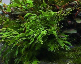 Bolbitis Heudelotii - Fougère d'aquarium et de terrarium - Plante aquatique très facile