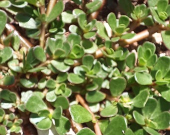 Pourpier comestible - Vivace facile avec racines - Couvre-sol alternative au gazon - peu d'eau