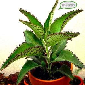 Può includere: Primo piano di una pianta di Daigremontiana in un vaso di terracotta. La pianta ha grandi foglie verdi con segni marrone scuro e piccole plantule sui bordi. Il testo "Daigremontiana" è in una nuvoletta.