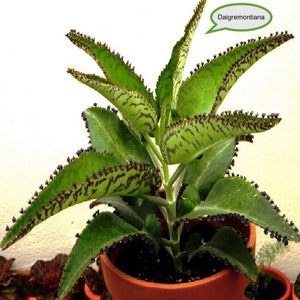 X3 Planta fácil con raíces Kalanchoe Daigremontiana Madre de miles