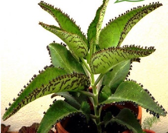 X3 Planta fácil con raíces Kalanchoe Daigremontiana Madre de miles