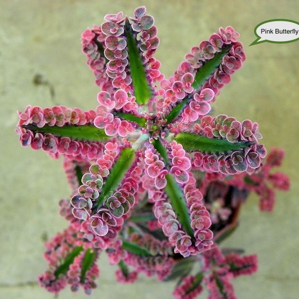 Surprise ! X3 Plantules - Kalanchoe Pink Butterfly, Houghtonii, Laetivirens, Daigremontiana, Delagoensis, Lucky Bells, variétés diverses