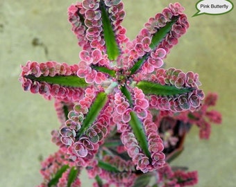 Zeldzame Kalanchoë Roze Vlinder Moeder van duizenden: Plant 2 tot 3 cm met goed ontwikkelde wortels