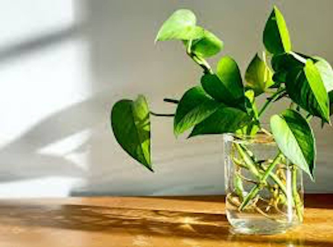 black raven glcksfeder Zamioculcas Raven (Glcksfeder) kaufen